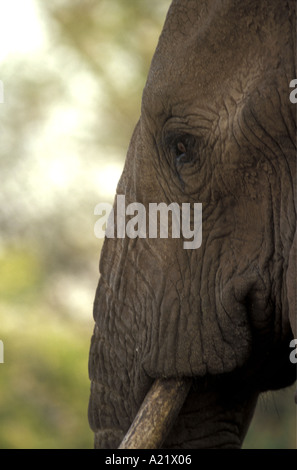 Close up profile of African elephants forehead Stock Photo