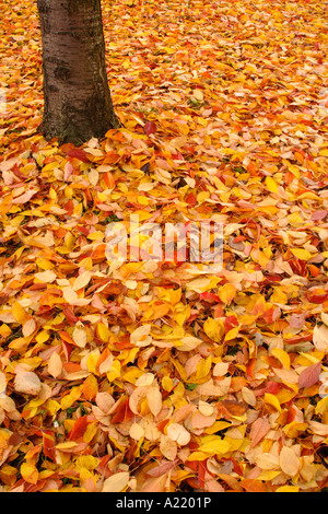 A tree trunk surrounded by a bed of fallen autumn leaves Stock Photo ...