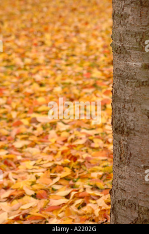 A tree trunk surrounded by a bed of fallen autumn leaves Stock Photo ...