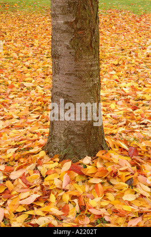 A tree trunk surrounded by a bed of fallen autumn leaves Stock Photo ...