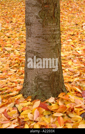 A tree trunk surrounded by a bed of fallen autumn leaves Stock Photo ...