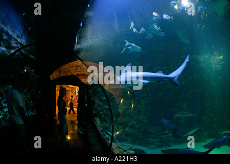 Shark Reef Mandalay Bay Las Vegas Nevada USA Stock Photo