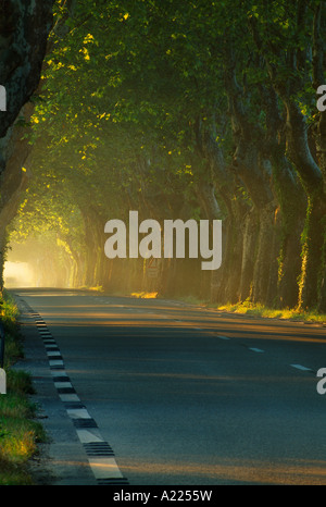 shafts of morning sunlight shining down an avenue of trees near St Remy de Provence Provence France Stock Photo