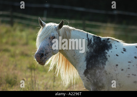 Appaloosa hi-res stock photography and images - Alamy