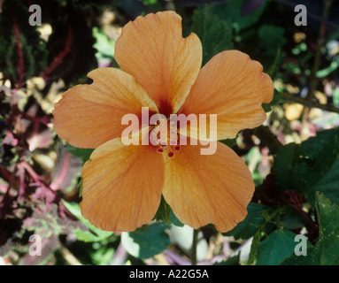 hibiscus yellow orange Stock Photo