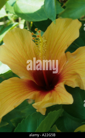 hibiscus yellow orange Stock Photo
