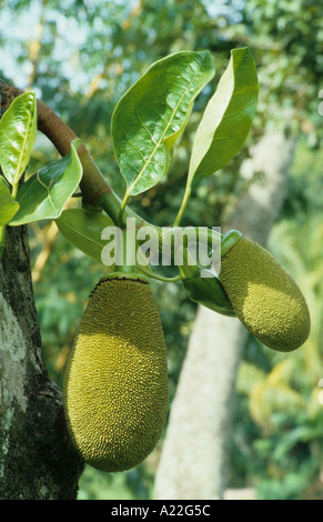 jack fruit yellow orange edible Stock Photo