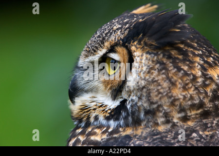 Great Horned Owl Bubo virginianus looking alert with defuse background old warden bedfordshire Stock Photo