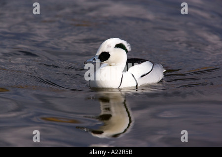 Smew Mergus albellus floating on nice blue water with reflection norfolk Stock Photo