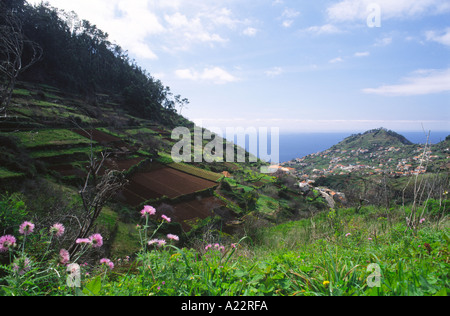 The cultivated terraces of the interior of Madeira in Spring Stock Photo