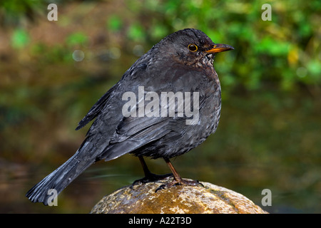 Blackbird Turdus merula sitting on stone in garden pond potton bedfordshire Stock Photo