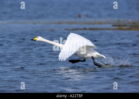 Whooper swan (Cygnus cygnus) taking off from an icy lake on a sunny ...