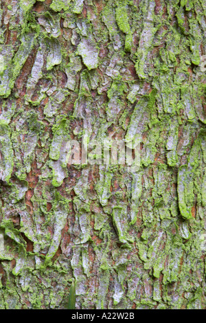 Norway spruce Pinaceae Picea abies Bark Stock Photo