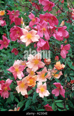 Rosa odorata Mutabilis Stock Photo