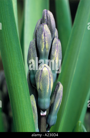 Hyacinthus buds Stock Photo