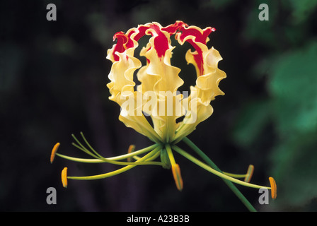 Gloriosa Superba Glory lily Family Liliaceae Stock Photo