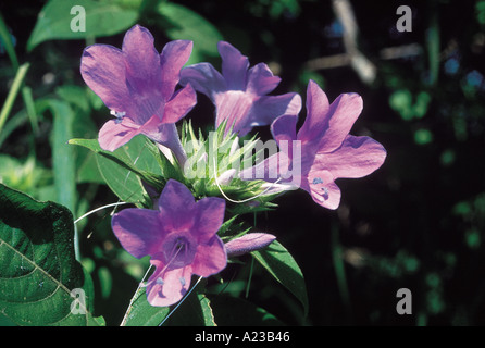 Barleria Cristata. Family: Acanthaceae. An undershrub which grows in deciduous forest. It has moderately pointed bracts. Stock Photo