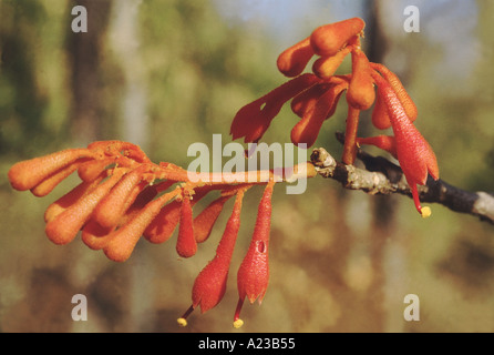 Flower. Firmiana Corolata. Family: Sterculiaceae. A deciduous tree with bright orange-red flowers. Stock Photo