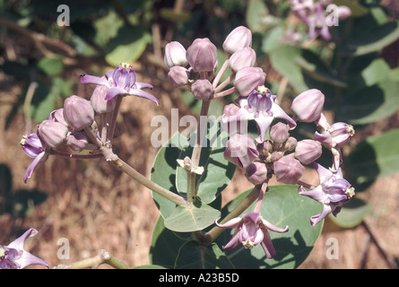 Crown Flower, Akund. Calotropis gigantea Family: Asclepiadaceae Milkweed family. Waxy flowers lavender.  Nasrapur, Pune, Maharashtra, India Stock Photo