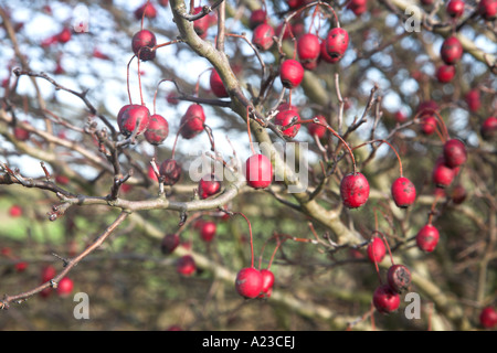 Red berries on hawthorn tree in winter Stock Photo