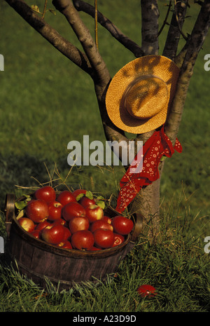 Sweet day: Straw hat rests in the crook of apple tree with an antique wooden basket full of winesap apples on summer day, Missouri USA Stock Photo