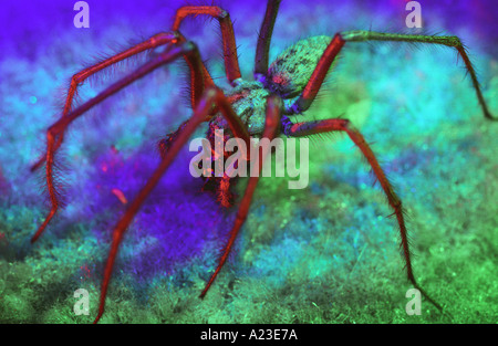 House spider eating a fly Stock Photo