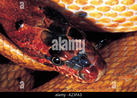 ROYAL SNAKE head. Spalerosophis Diadema. Variety: Atriceps. Non venomous. Uncommon Katraj  Snake Park, Maharashtra, India. Stock Photo