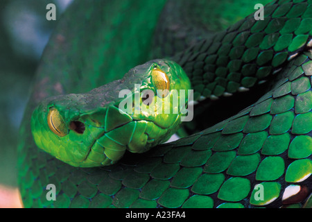 MEDO PIT VIPER  Trimeresurus Medoensis. Venomous. Rare  Arunachal Pradesh, India. Stock Photo