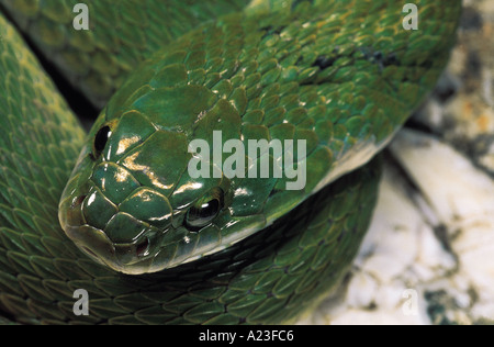 GREEN KEELBACK Macropisthodon plumbicolor Non-venomous Uncommon Matheran, Raighad District, Maharashtra, INDIA Stock Photo