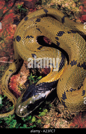 GREEN KEELBACK Macropisthodon plumbicolor Non-venomous Uncommon Matheran, Raighad District, Maharashtra, INDIA Stock Photo