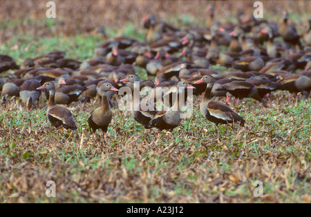 Black bellied Whistling duck Tree duck Dendrocygna autumnalis Stock Photo
