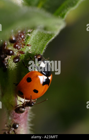A seven-spotted ladybug eats aphids and is attacked by ants that guard the aphids (Lasius niger, black garden ant) Stock Photo