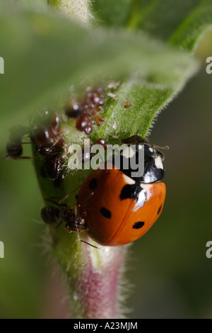 A seven-spotted ladybug eats aphids and is attacked by ants that guard the aphids (Lasius niger, black garden ant) Stock Photo