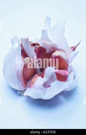 Broken Garlic Bulb on Blue Tinted Background Portrait Stock Photo
