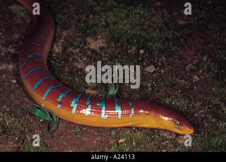 BURMESE GLASS LIZARD OR ASIAN GLASS LIZARD, Ophisaurus Gracilis ...