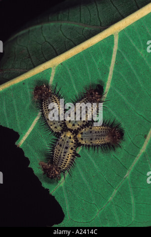 Tortoise beetle larvae (Aspidomorpha miliaris) feeding on a plant stem ...