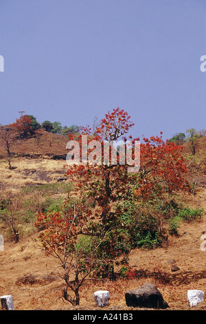 Trees growing in Matheran. Maharashtra, India. Stock Photo