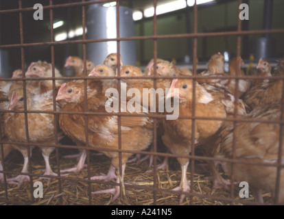 Chicken in cage for farming. Stock Photo