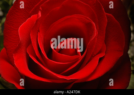 Close up of red rose Stock Photo