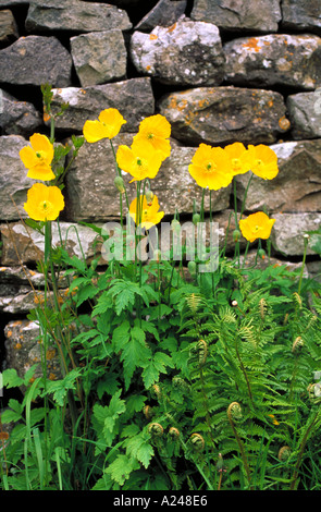 Welsh Poppies papaver cambrica Stock Photo