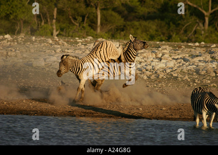 zebra stalion kicking and fighting