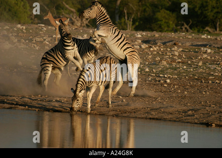 Zebra stalions fighting at waterhole