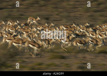 springbok herd on the run 2 Stock Photo