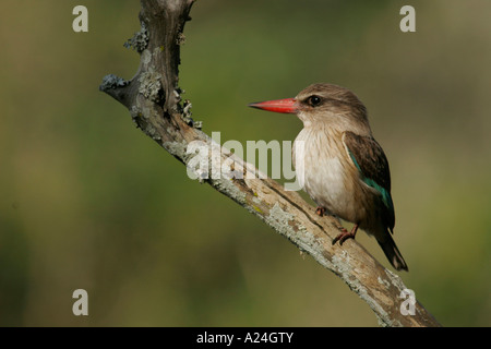 Brown hooded kingfisher sitting on branch Stock Photo