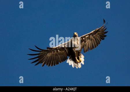 white tailed sea eagle, europe Stock Photo - Alamy