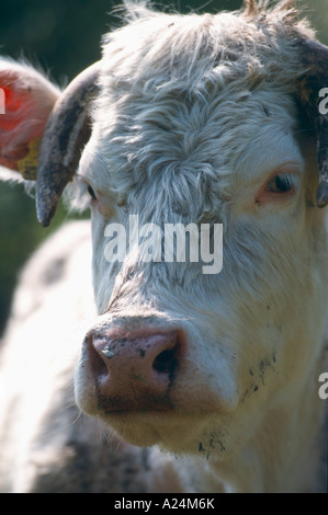 Milchkuh Deutschland European Milk Cow Germany Stock Photo