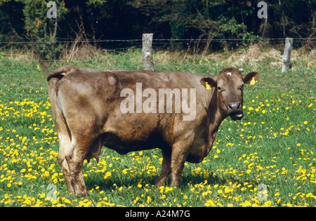 Milchkuh Deutschland European Milk Cow Germany Stock Photo