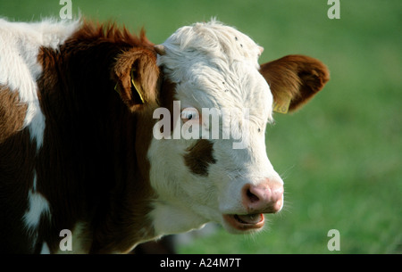 Milchkuh Deutschland European Milk Cow Germany Stock Photo