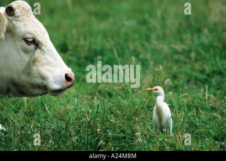 Milchkuh Deutschland European Milk Cow Germany Stock Photo