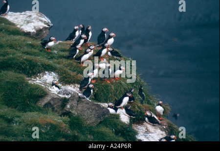 Papageitaucher Vogelfelsen Island Kap Dyrholaey Stock Photo